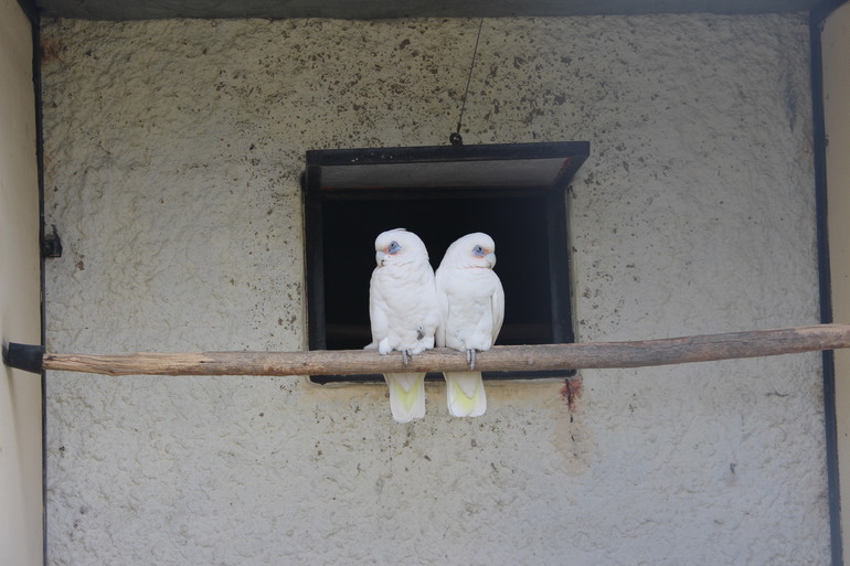 Поездка выходного дня!Парк птиц "Воробьи".