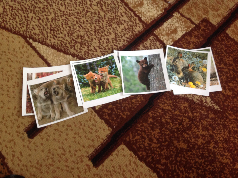 ТН "Лесные друзья". День четвертый. Волк.