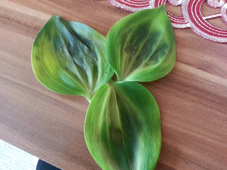 лилия пропадает, помогите...