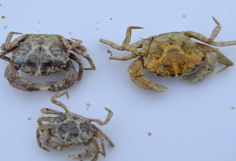 ТН Обитатели морей и океанов. День 5.