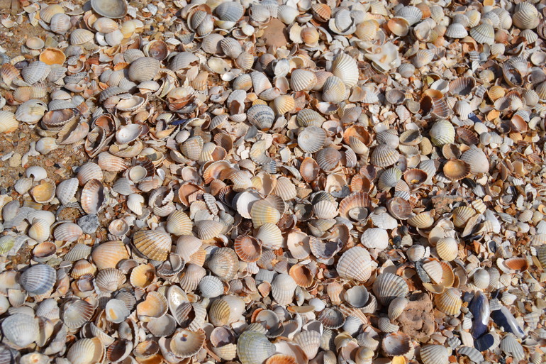 ТН Обитатели морей и океанов. День 1.