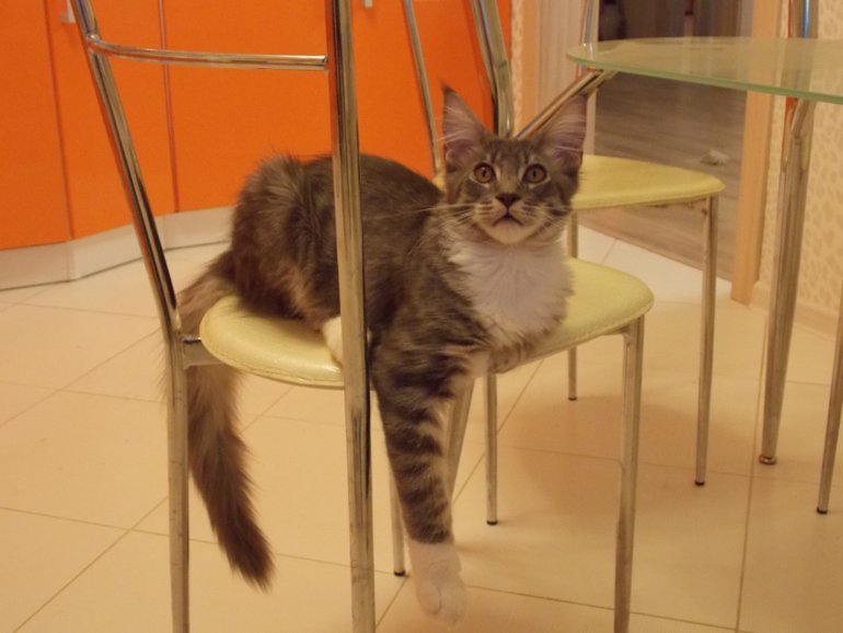 Знакомтесь) Моё счастье с кисточками!