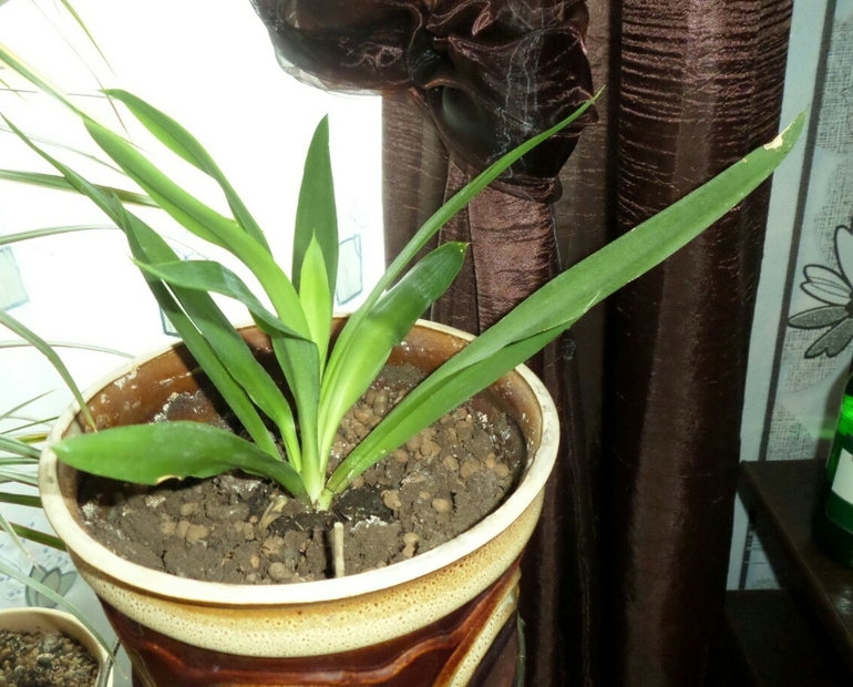 Что за цветочки? Подскажите...