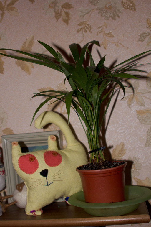 Коток!