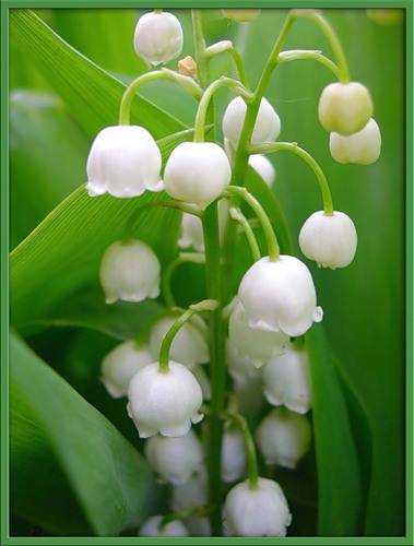 Пост для отчетов День ландыша