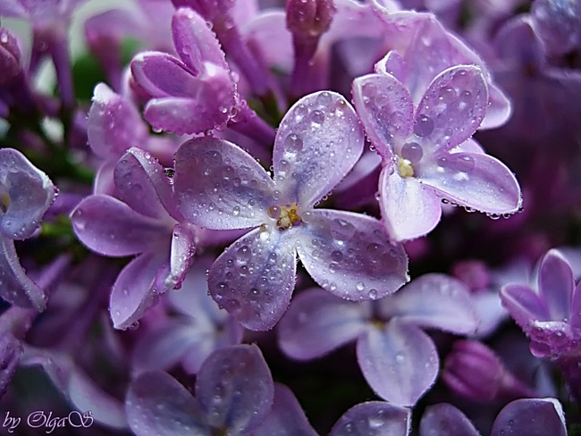 Пост для отчетов "Сиреневый ТД"