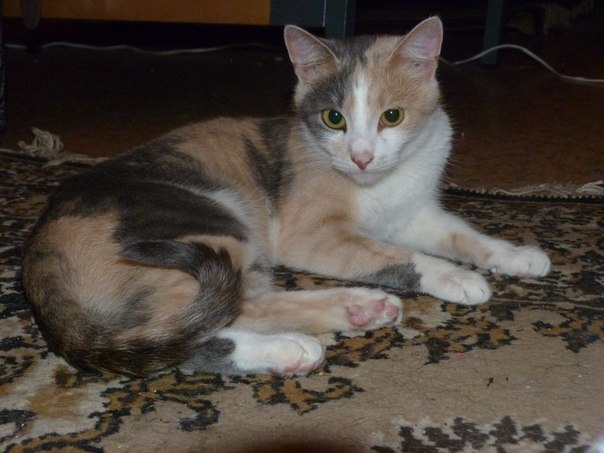 Мое трехцветное счастье...