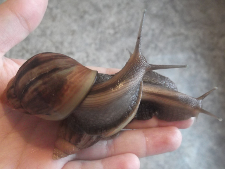 Любимые ахатины и кроль