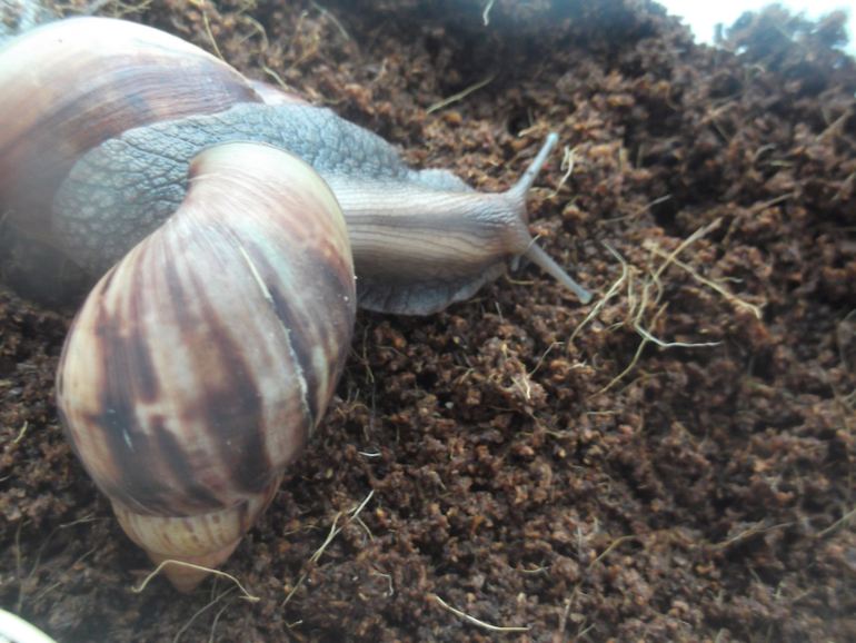 Любимые ахатины и кроль