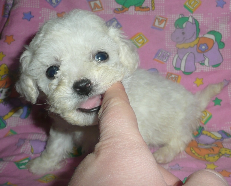 щенки бишон фризе