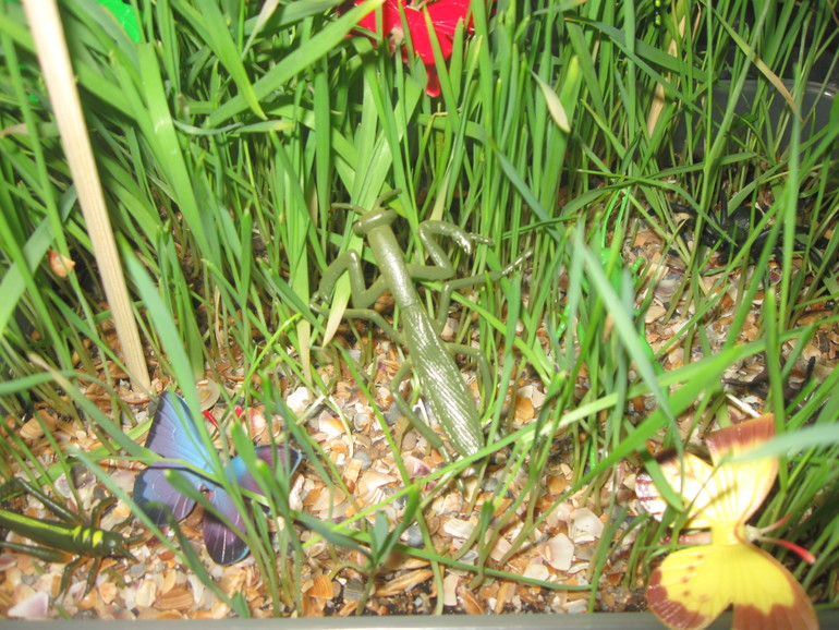 Вариант коробочки для ТН "Насекомые"