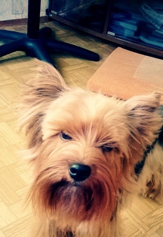 Домашний зверинец :)