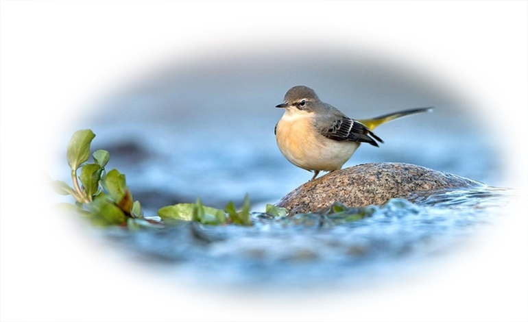 Контрольное задание № 17. Применение инструмента Elliptical Marquee (Овальная область выделения)