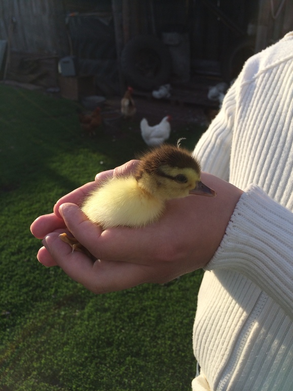 К родственникам мужа в Воронеж