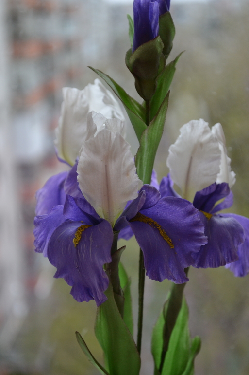 Ирисы........простите фото удалила ....выставлю еще раз...