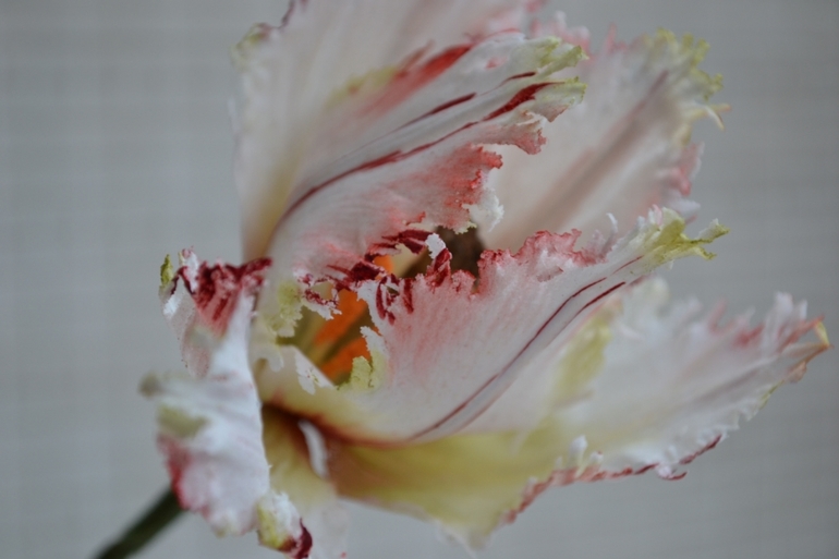 Тюльпан"попугай"......работа учениц...