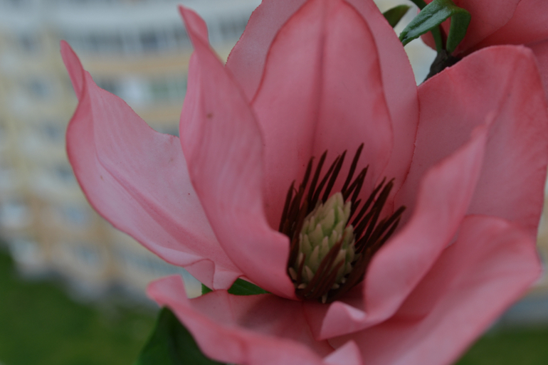 Магнолия......