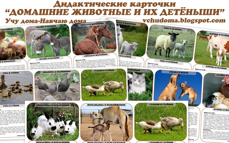 ТЕМАТИЧЕСКИЙ КОМПЛЕКС ИГРЗАНЯТИЙ "ДОМАШНИЕ ЖИВОТНЫЕ