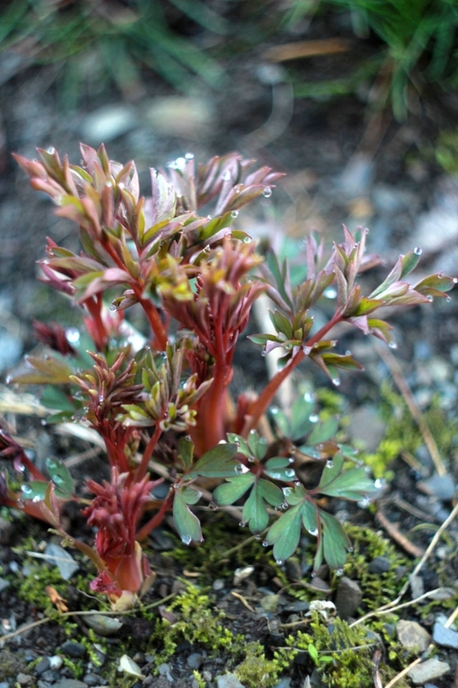 Очередные выходные на даче