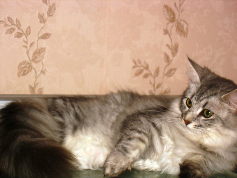 Немного Моти)