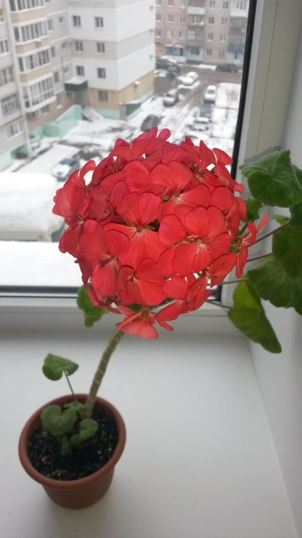 Мои герашки)