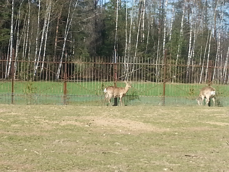 Зооферма "Мечта"