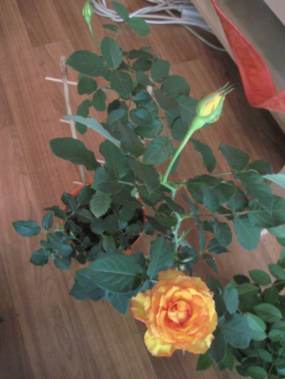 Мои розы и появившиеся вредители