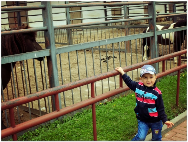 В Zoo :)