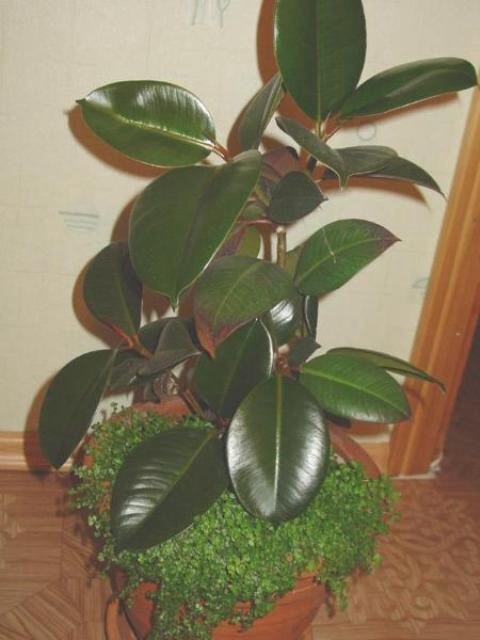 Как быть с фикусом?