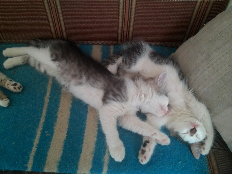 Котята в добрые руки. Белгород