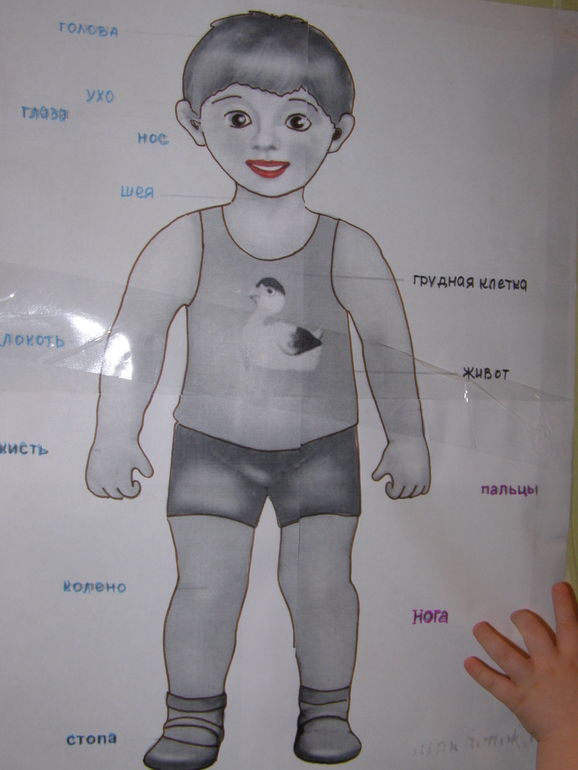 Части тела