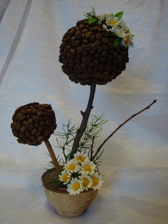 Новые кофейные деревца после долгого перерыва