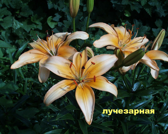 Лилии для подмосковья