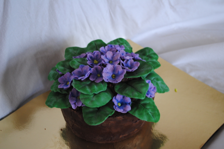 Фиалки для свекрови