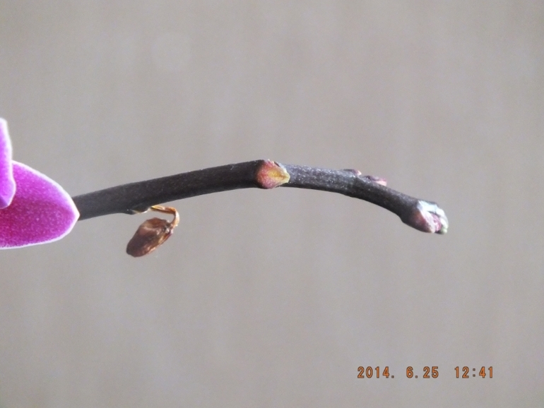 Моя орха (фаленопсис)! Помогите!