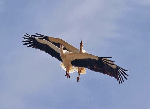 Это точно ко мне, я их узнала)))