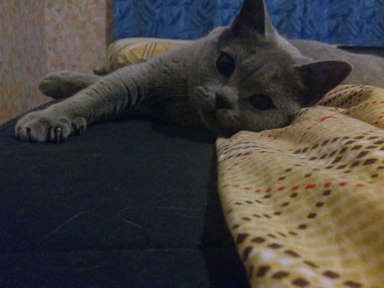 Котейка