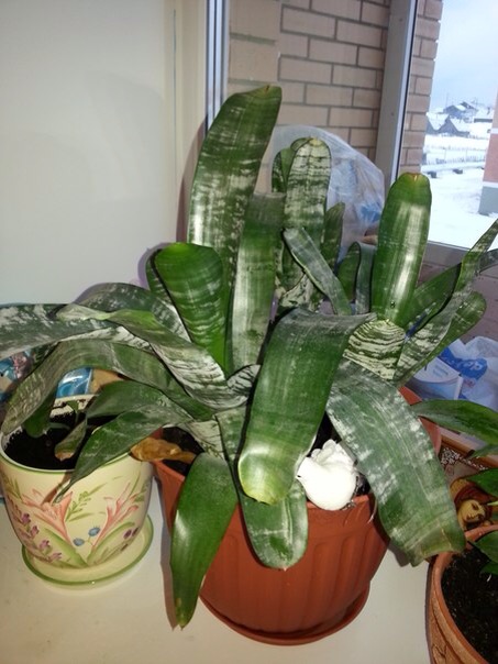 Подскажите пожалуйста что это за цветок?