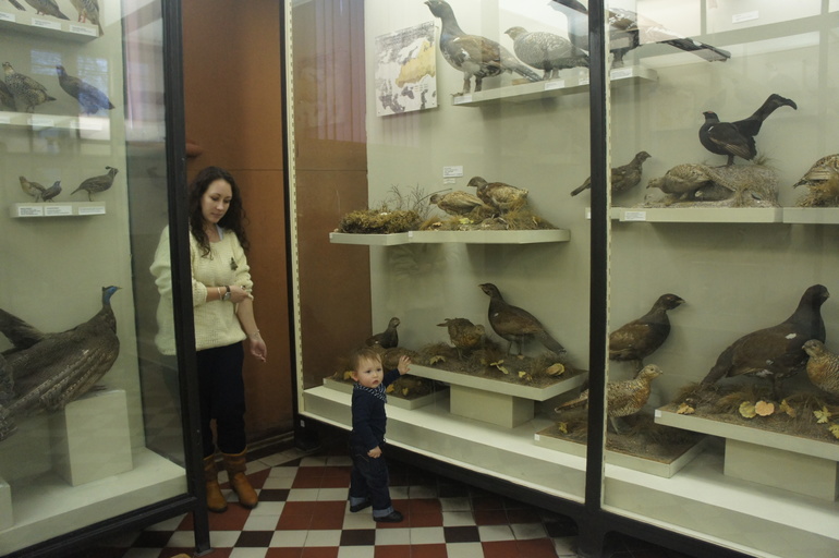 Зоологический музей МГУ или поход в музей годовалого Льва