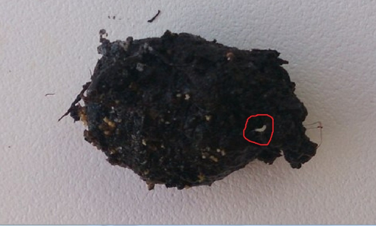 какая-то живность в помидорной рассаде