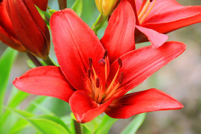 Аллергия или побочка