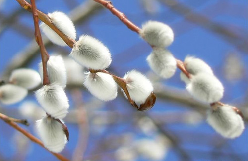 Так хочется теплой и мирной весны)