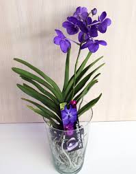 Как ухаживать за цветком - орхидея Ванда?