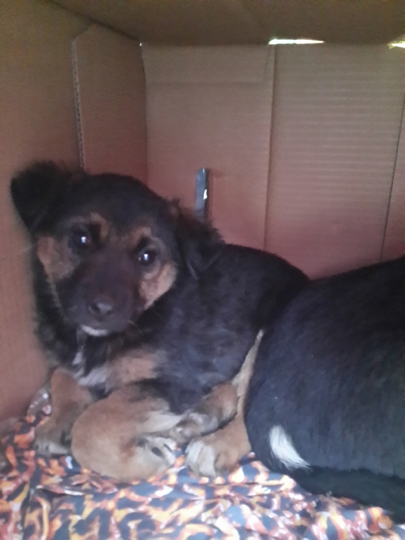 Люди добрые, спасите щенков !!!