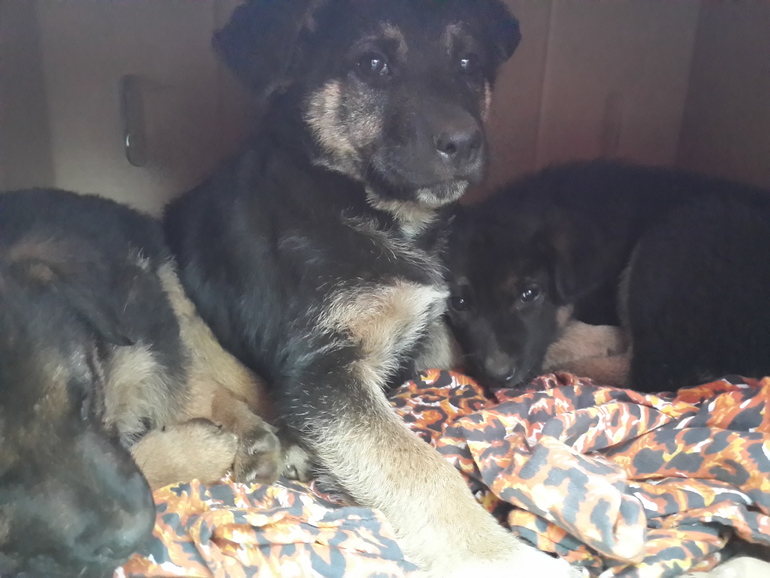 Люди добрые, спасите щенков !!!