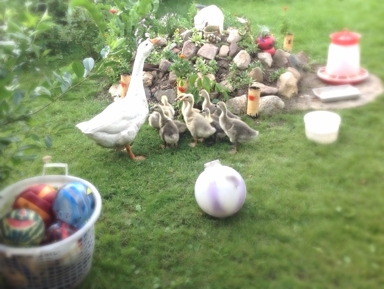 Наш любимый летний домик)