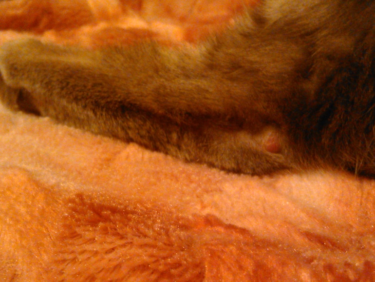 Залысины на лапках