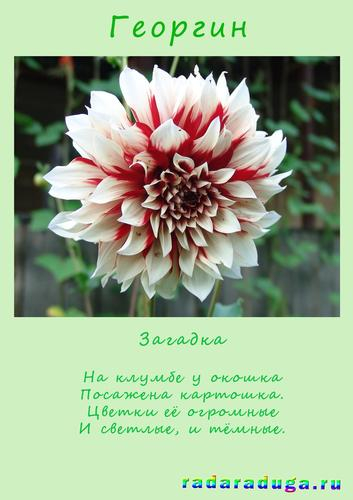 Стихи цветок георгины Стихи цветок георгины
