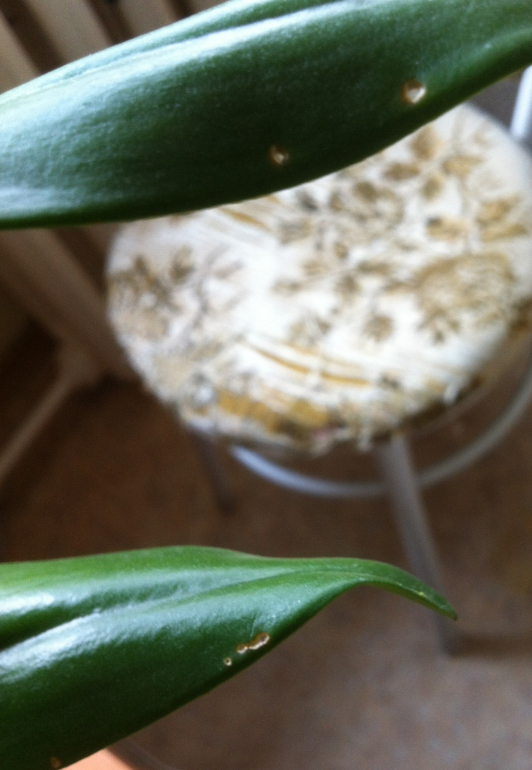 Каттлея покрылась чёрными пятнышками. Что делать?