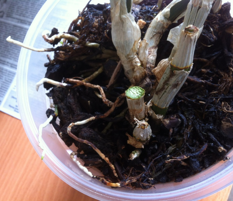 Каттлея покрылась чёрными пятнышками. Что делать?